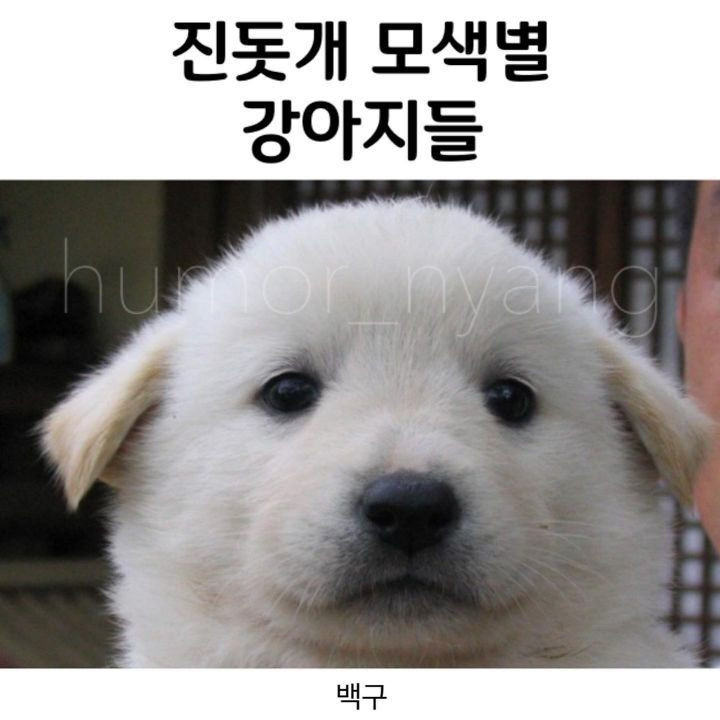 진돗개 모색별 아기때 생김새