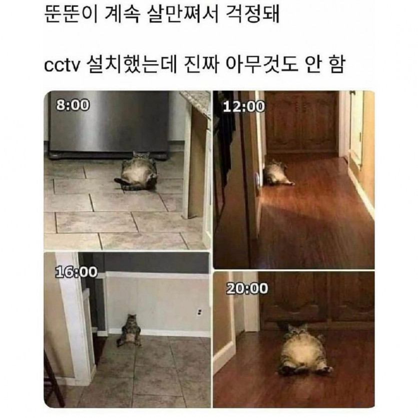 고양이가 자꾸 뚠뚠해져서 CCTV를 봤더니 ...충격