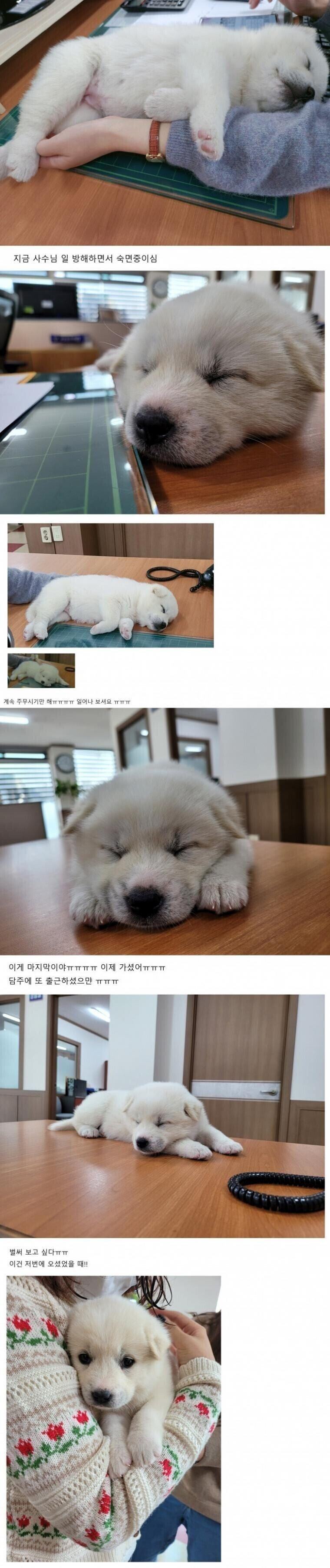 과장 빽으로 입사한 귀여운 낙하산 사원