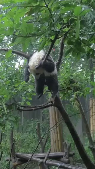 이 판다는 왜 저기서 잠든 걸 까요