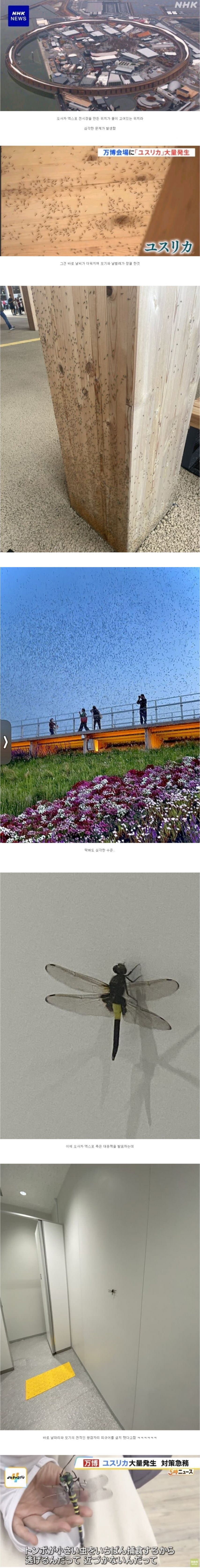 친환경 모기 퇴치 진행중인 옆나라