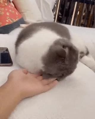 고양이에게 손을 내밀어봤다