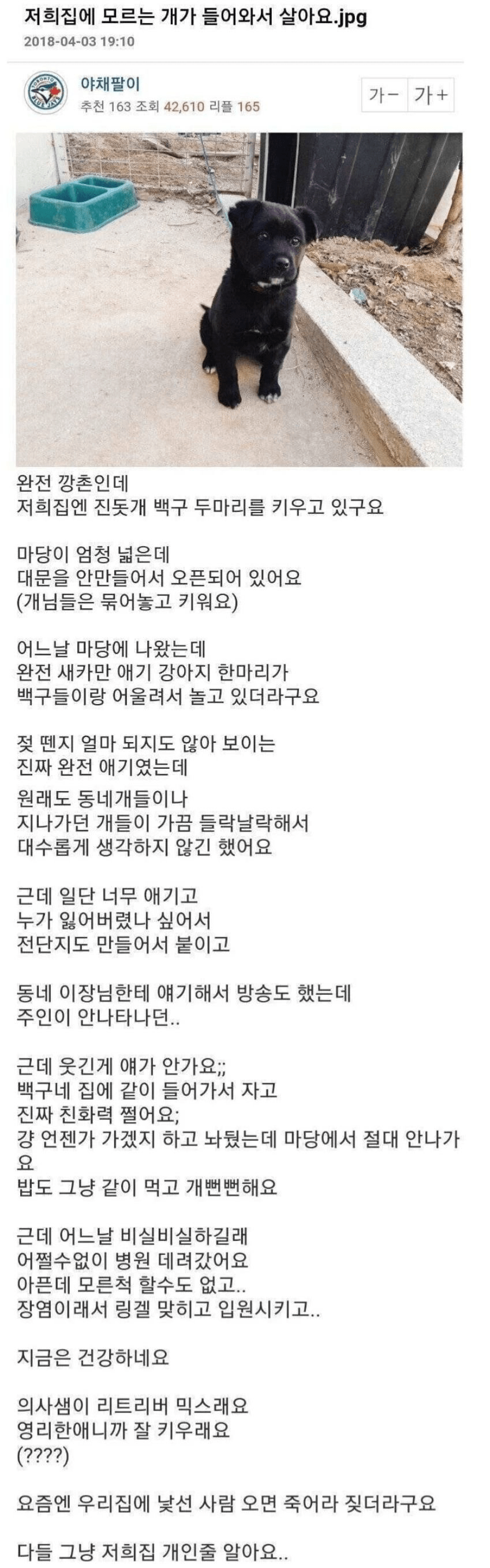 저희집에 모르는 개가 들어와서 살아요...