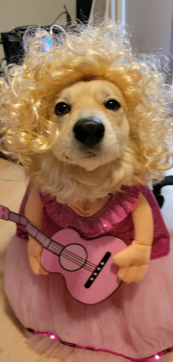 예술 하는 강아지