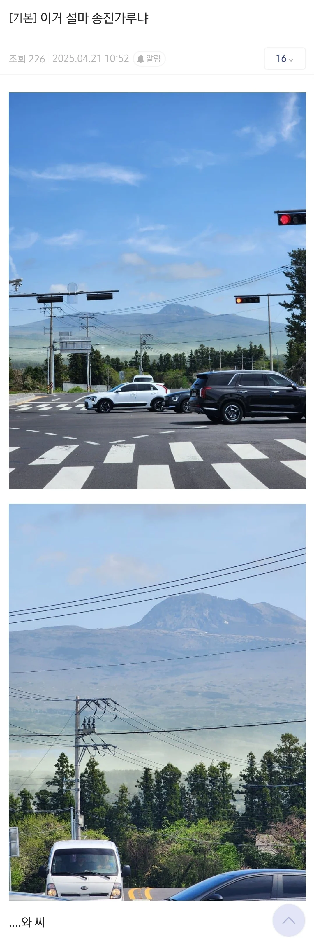 소나무 송화가루 근황