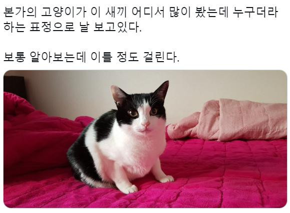 고양이 키우는 본가에 내려가면 겪는 일